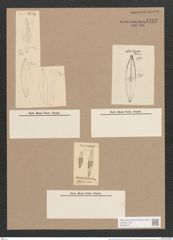 Libellus rhombicus (Greg.) De-Toni (de-Toni-Nr.: Genus 5, Species 857) Zeichnungen Sammlung Grunow Nr. 1702 (NHMW-BOT-W0368575)